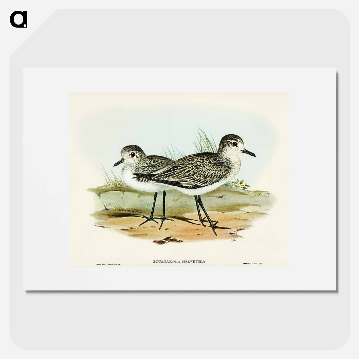 Grey Plover
- オーストラリアの鳥 Poster.