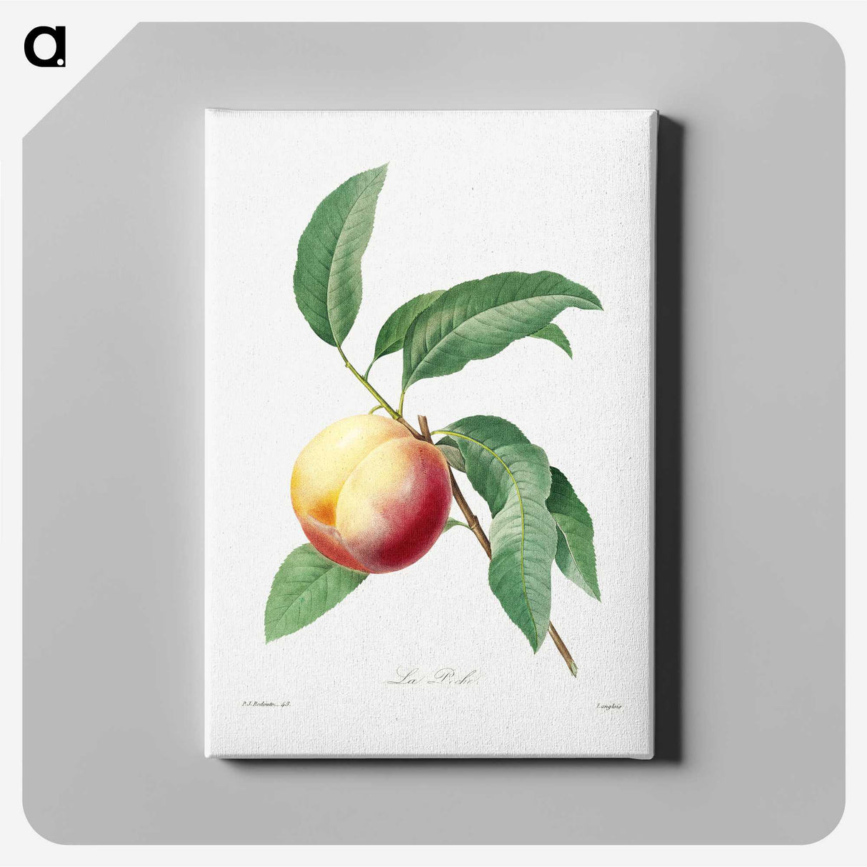 6-68_Pierre-Joseph-Redoute_canvas