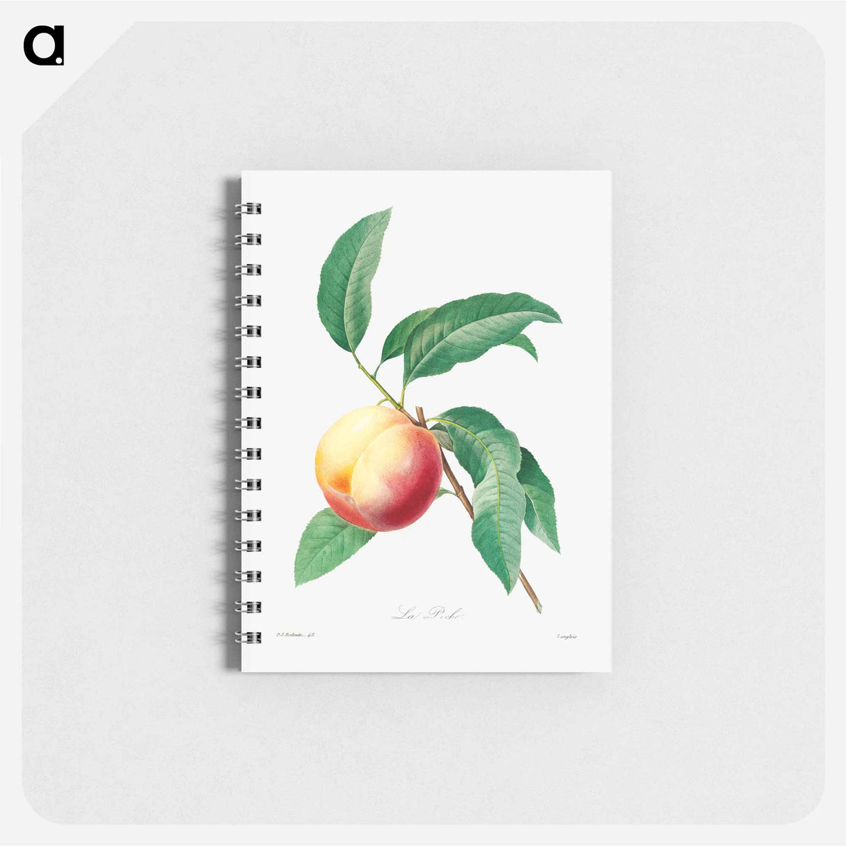 Peach fruit on a branch - ピエール ジョゼフ ルドゥーテ Memo.