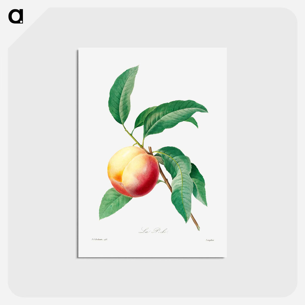 アートポストカード-Peach fruit on a branch - ピエール ジョゼフ ルドゥーテ Postcard.