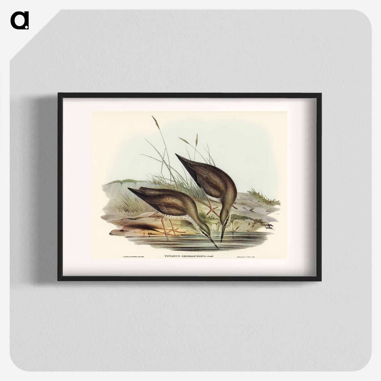 Grey-rumped Sandpiper
- オーストラリアの鳥 Poster.