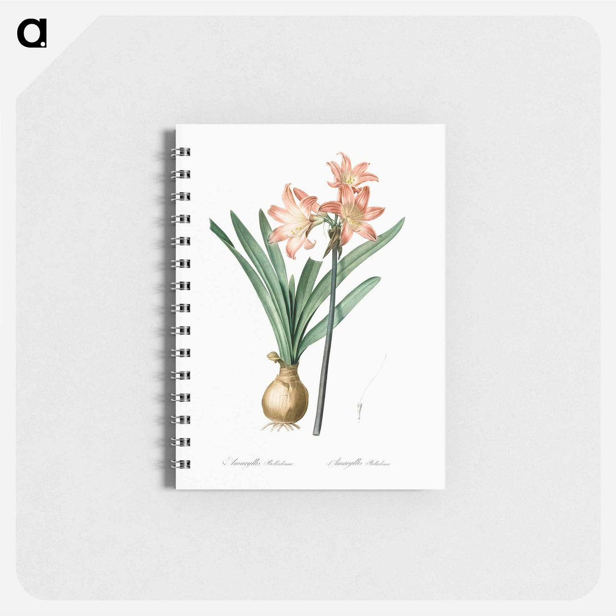 Amaryllis Belladonna - ピエール ジョゼフ ルドゥーテ Memo.