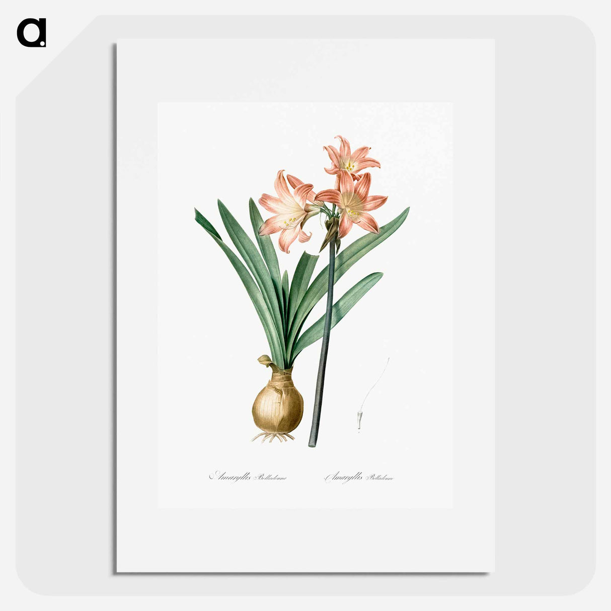 アートポスター-Amaryllis Belladonna - ピエール ジョゼフ ルドゥーテ Poster.