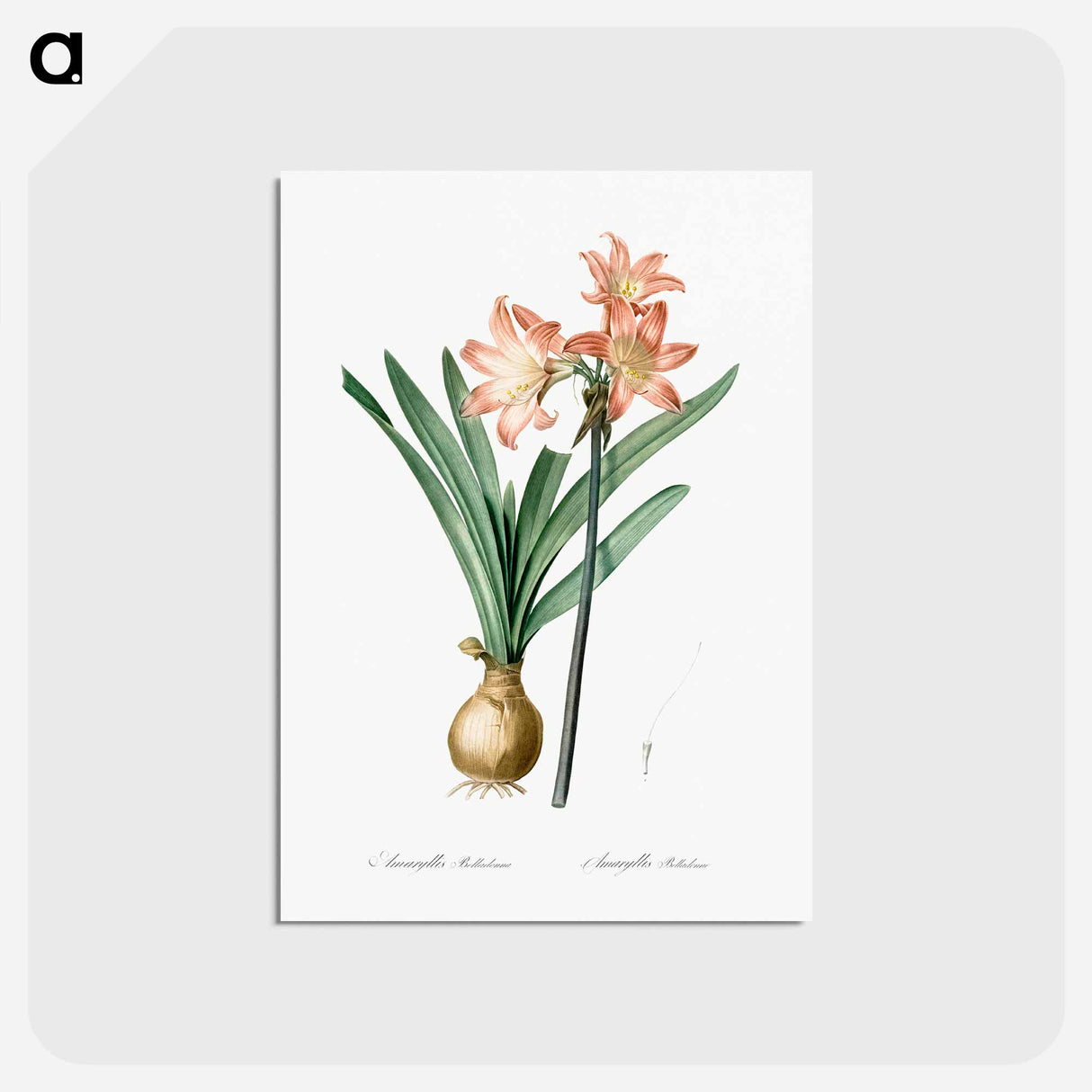 アートポストカード-Amaryllis Belladonna - ピエール ジョゼフ ルドゥーテ Postcard.