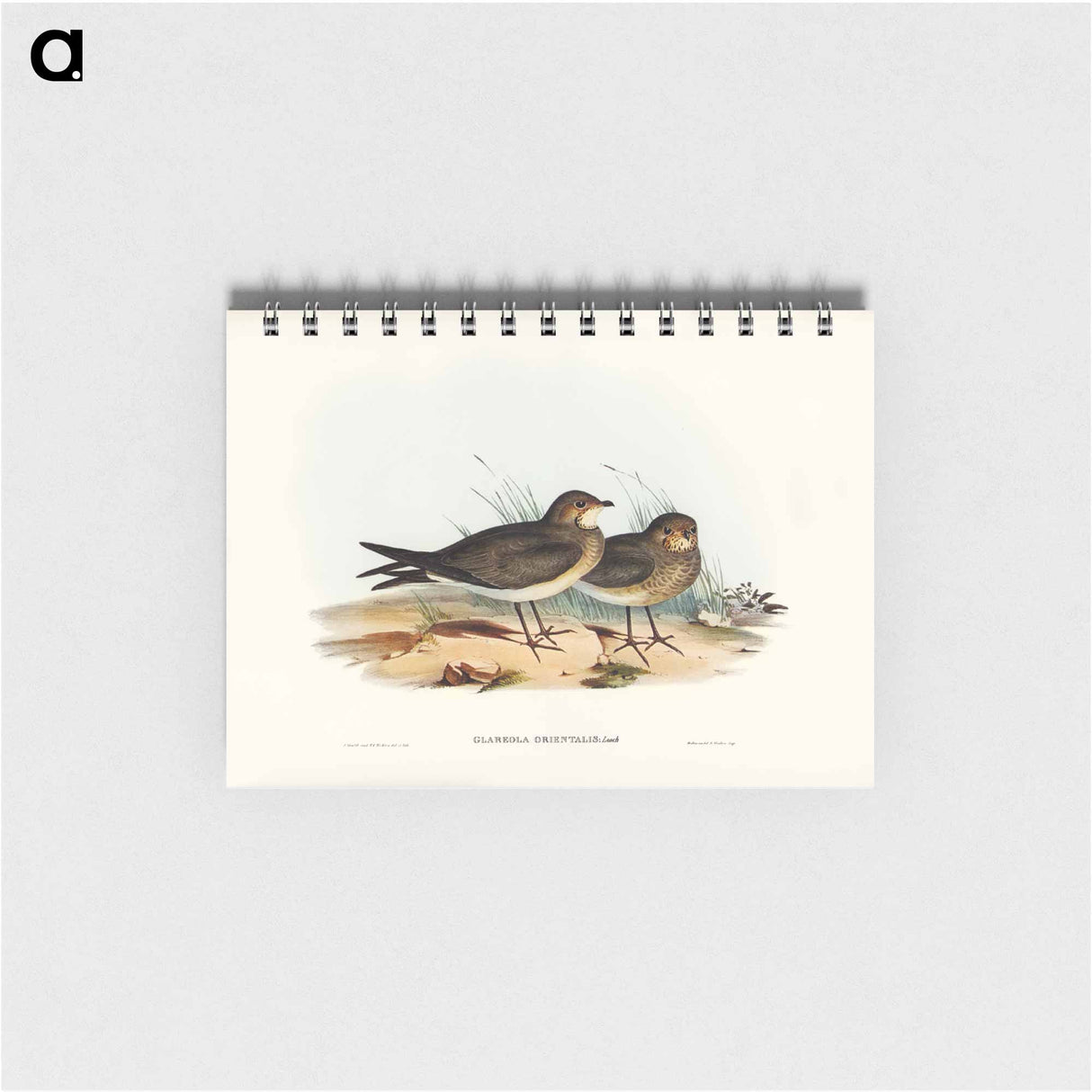 アートメモ帳-Oriental Pratincole
- オーストラリアの鳥 Memo.