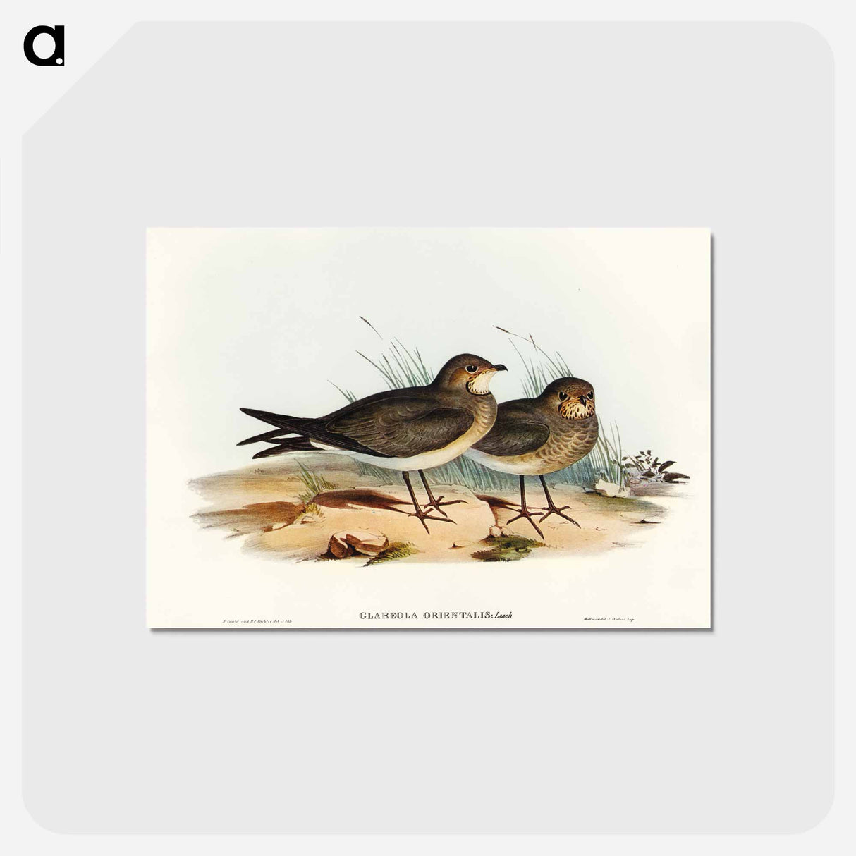 アートポストカード-Oriental Pratincole
- オーストラリアの鳥 Postcard.