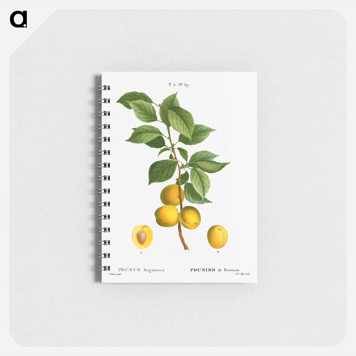 アートメモ帳-Briançon apricot, Prunus brigantiaca - ピエール ジョゼフ ルドゥーテ Memo.