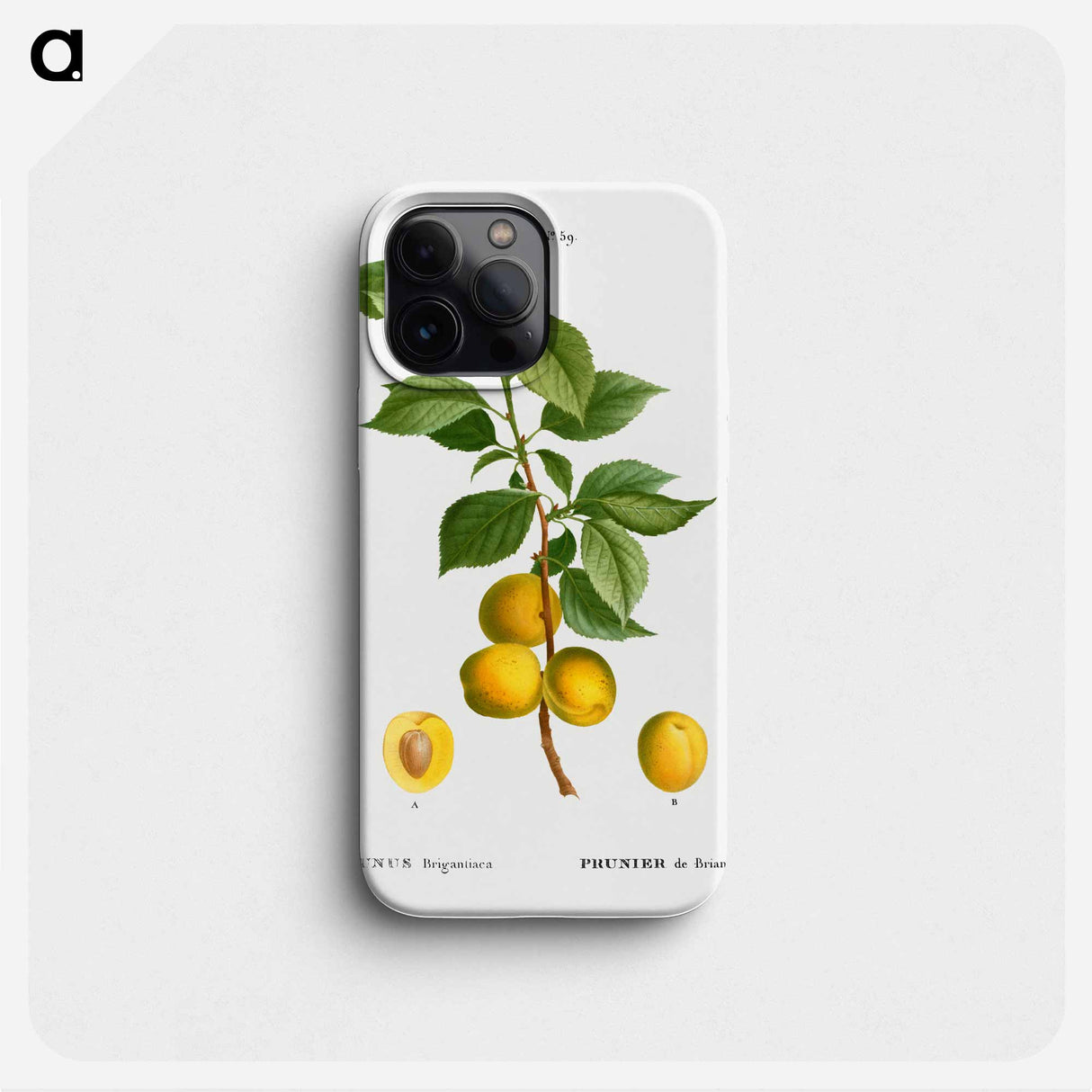 Briançon apricot, Prunus brigantiaca - ピエール ジョゼフ ルドゥーテ Phone Case.