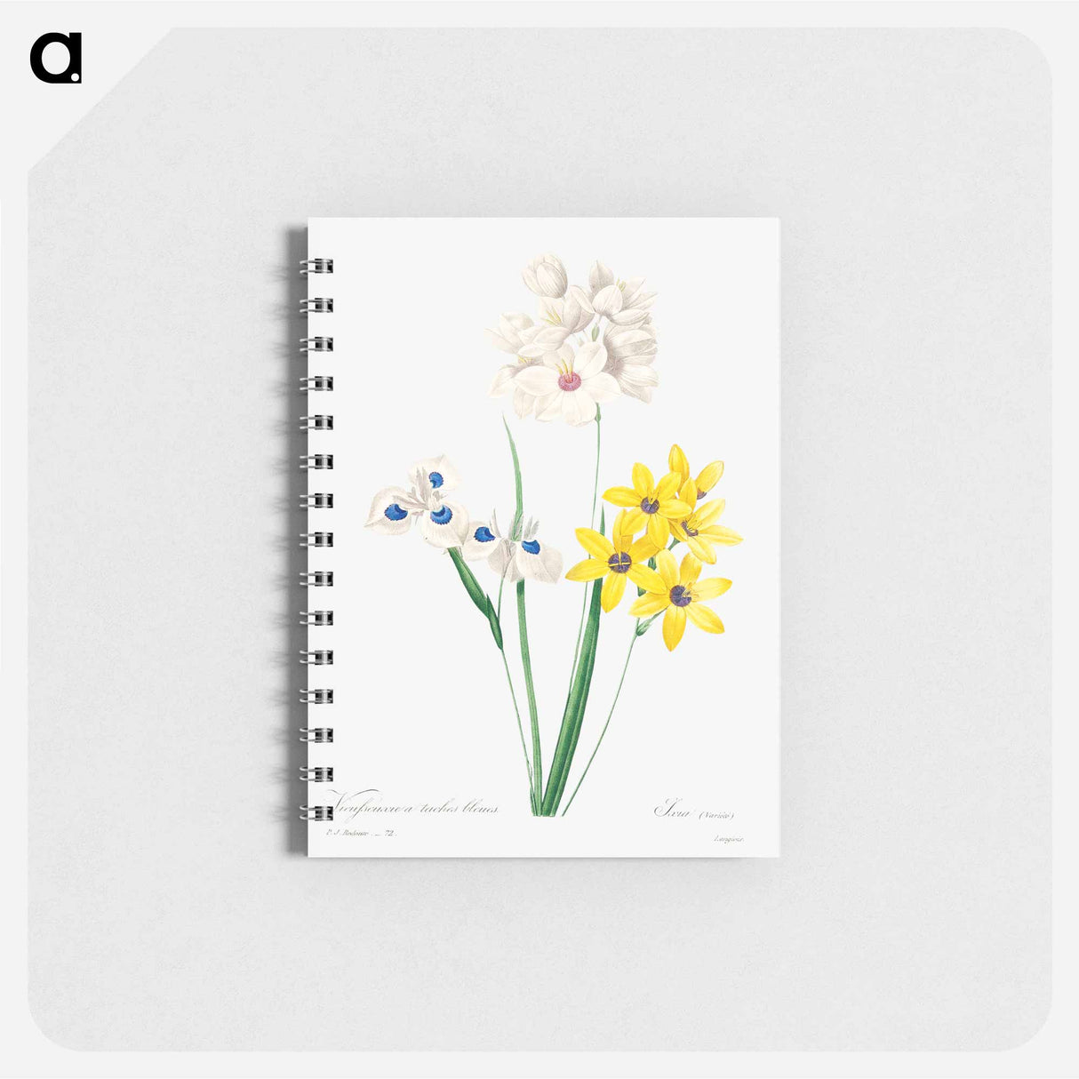 Corn lily - ピエール ジョゼフ ルドゥーテ Memo.