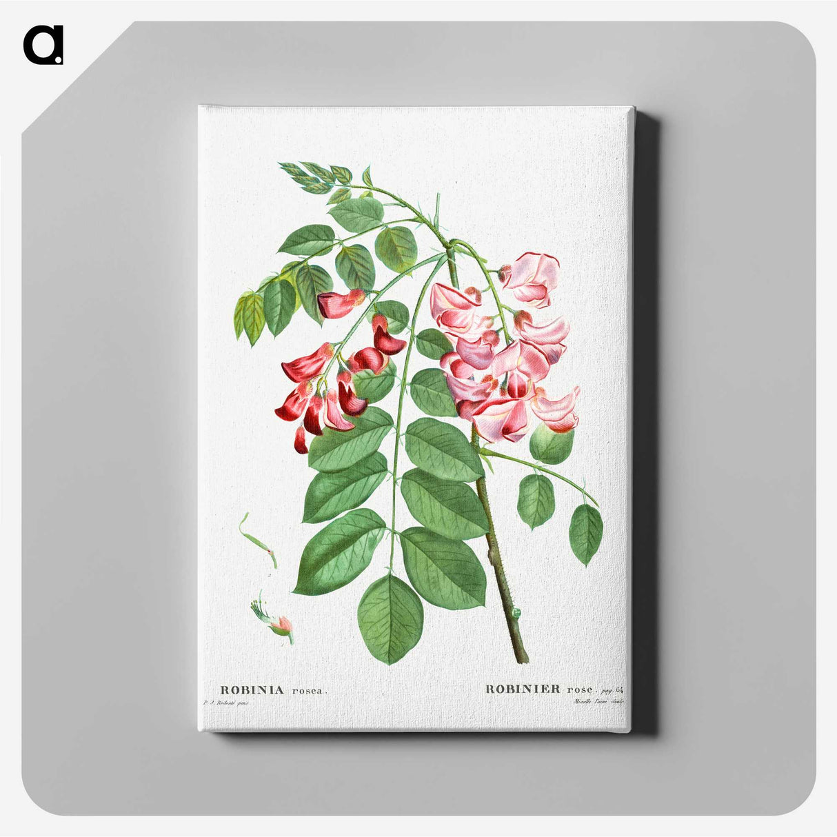6-71_Pierre-Joseph-Redoute_canvas
