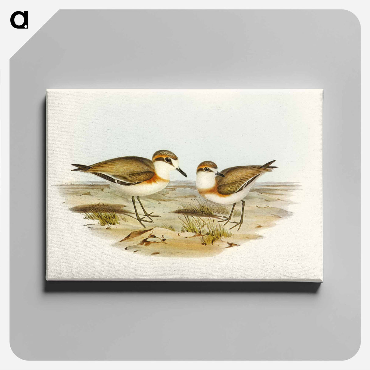 Allied Dottrel
- オーストラリアの鳥 Canvas.