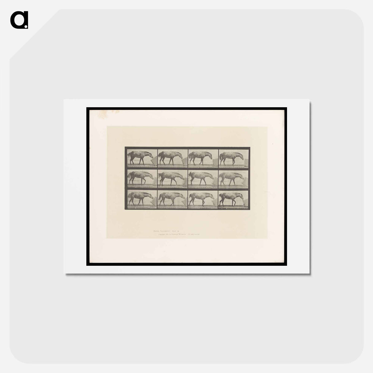 アートポストカード-Horse and Box
- エドワード マイブリッジ Postcard.
