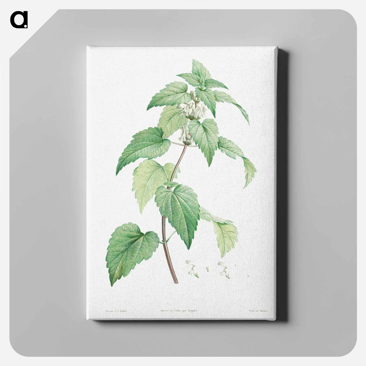 アートパネル-White dead-nettle - ピエール ジョゼフ ルドゥーテ Canvas.