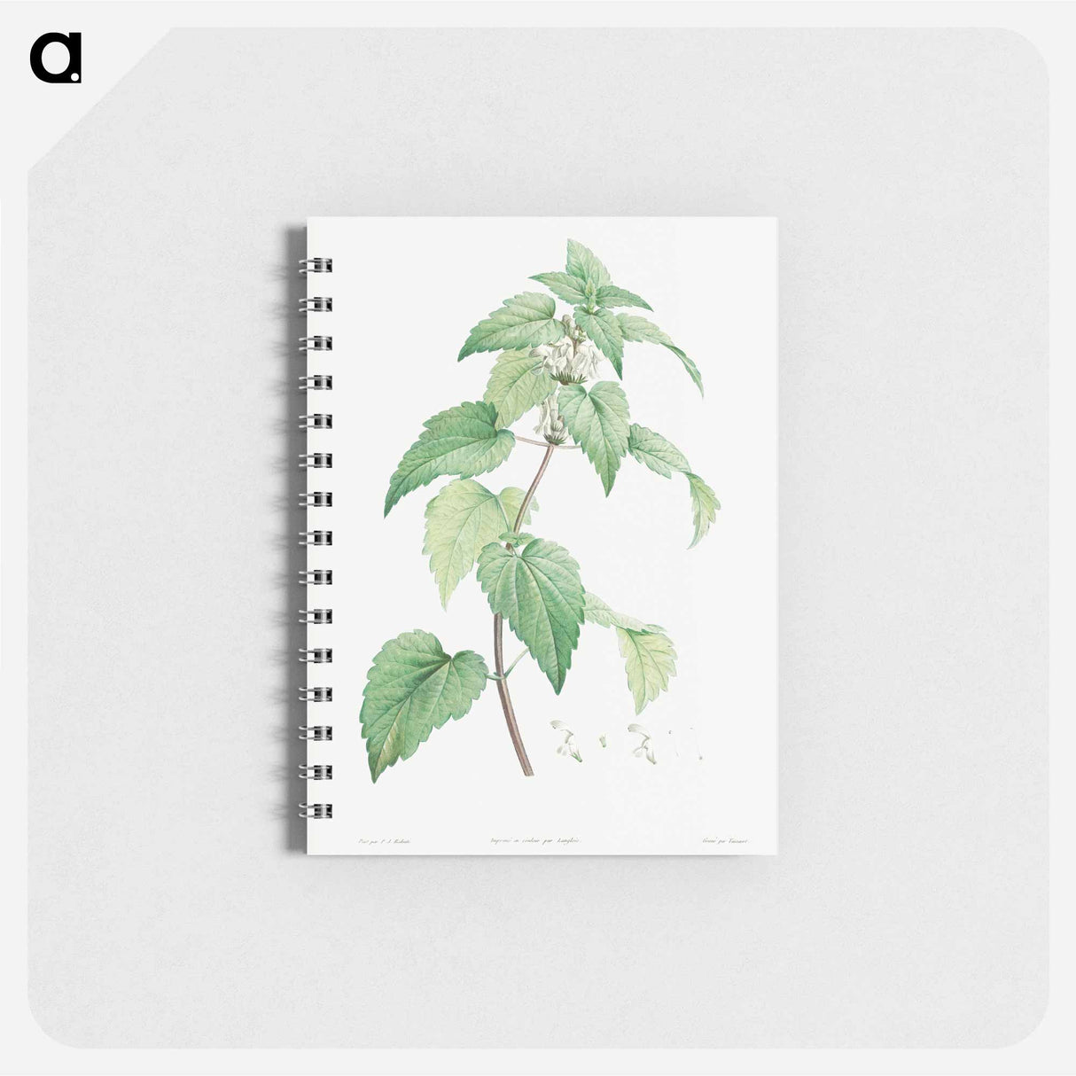 White dead-nettle - ピエール ジョゼフ ルドゥーテ Memo.