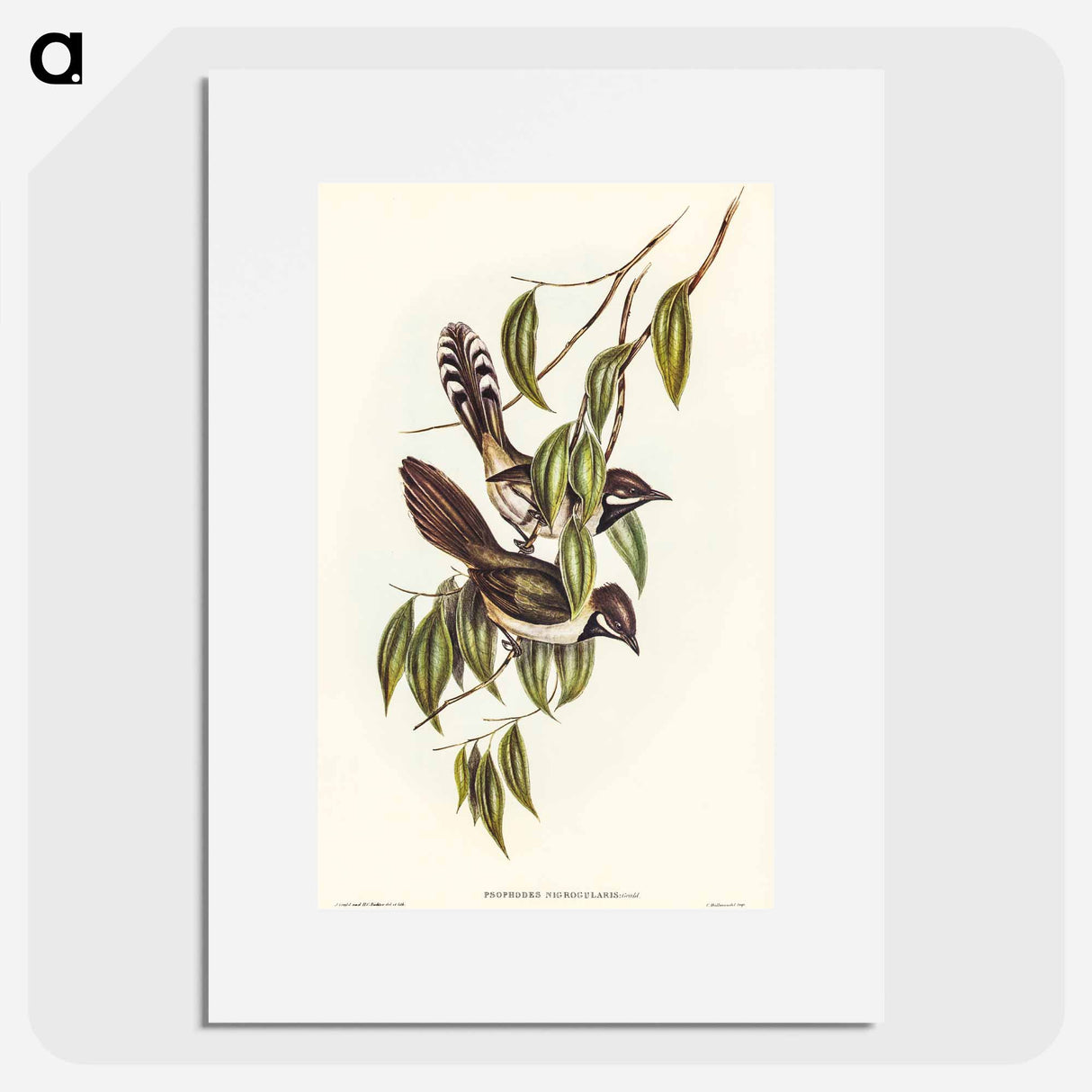 アートポスター-Black-throated Psophodes
- オーストラリアの鳥 Poster.