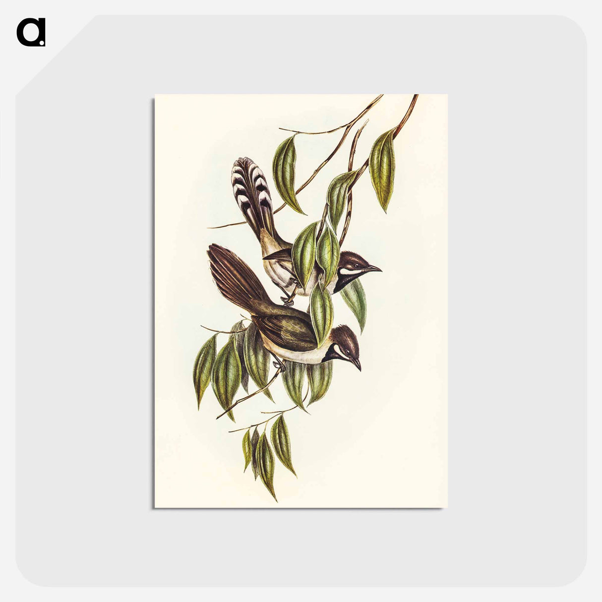 アートポストカード-Black-throated Psophodes
- オーストラリアの鳥 Postcard.