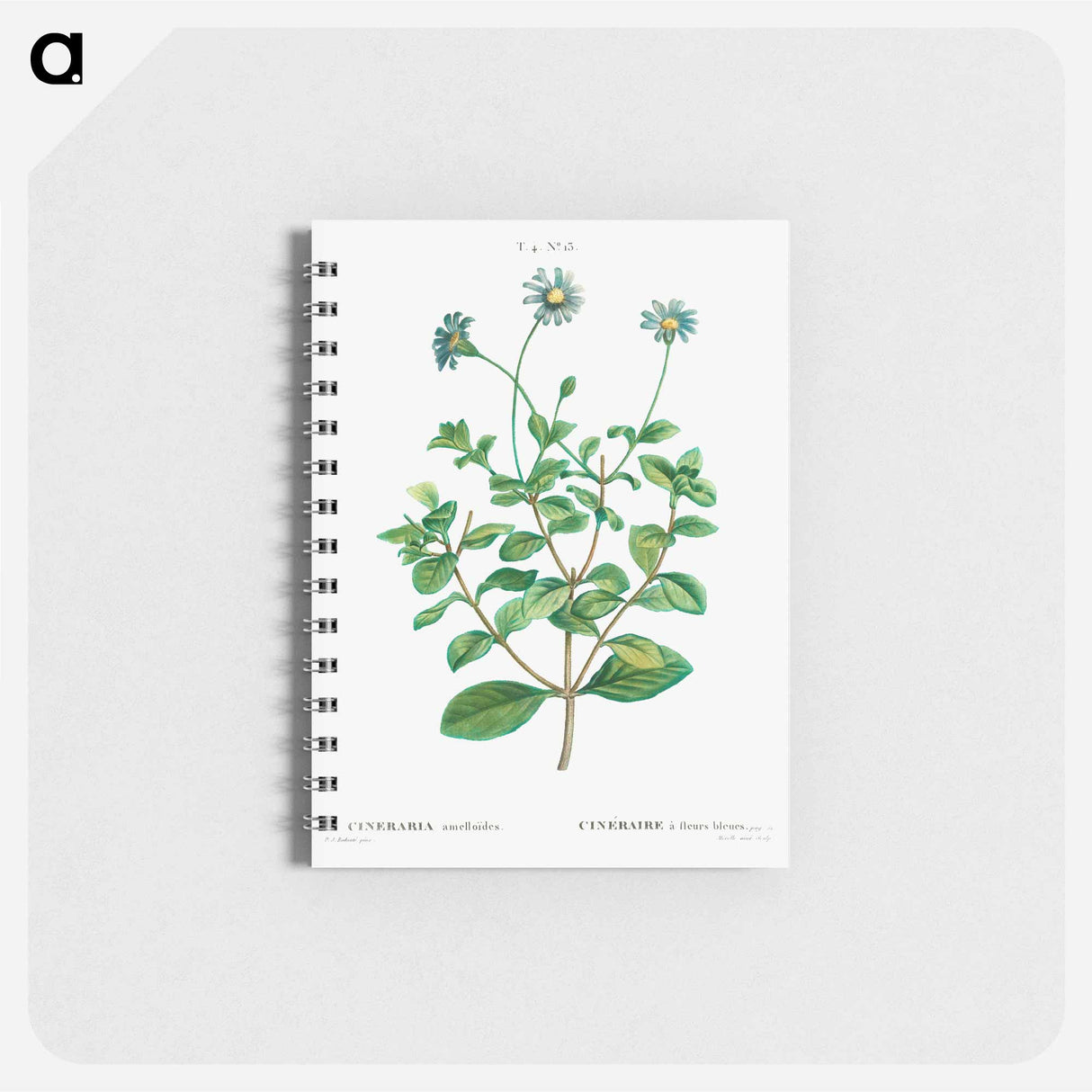 Blue marguerite - ピエール ジョゼフ ルドゥーテ Memo.