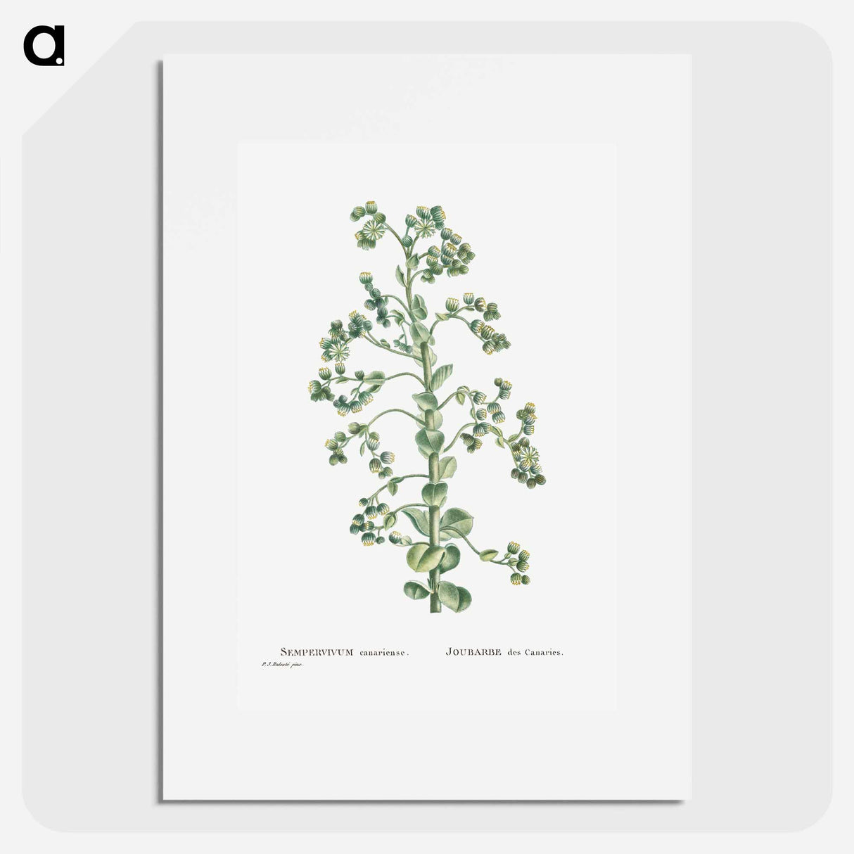 Sempervivum Canariense (Canary Houseleek) - ピエール ジョゼフ ルドゥーテ Poster.