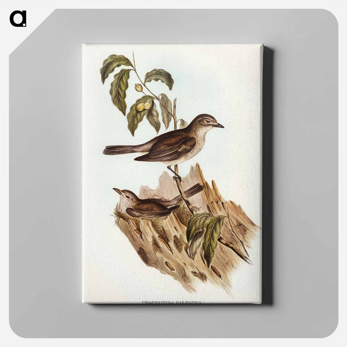 Harmonious Colluricincla
- オーストラリアの鳥 Canvas.