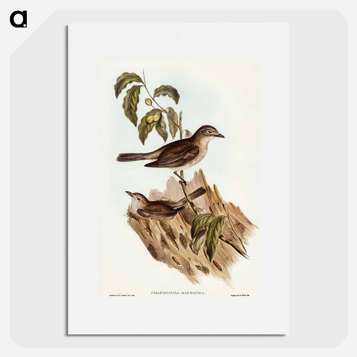 Harmonious Colluricincla
- オーストラリアの鳥 Poster.