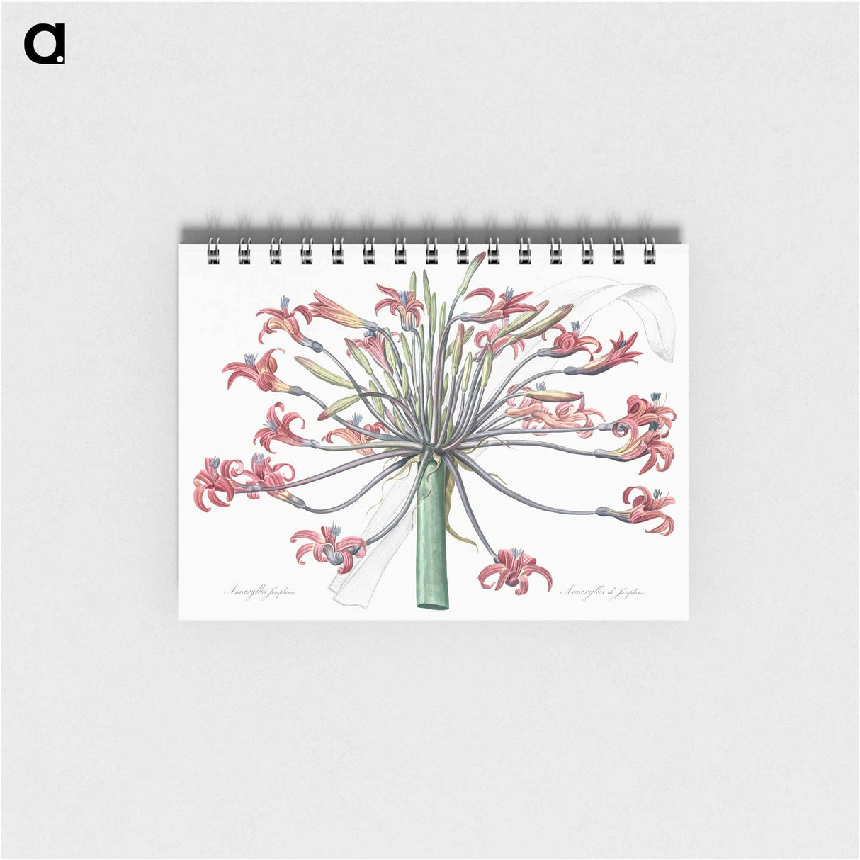 Josephine's lily illustration - ピエール ジョゼフ ルドゥーテ Memo.