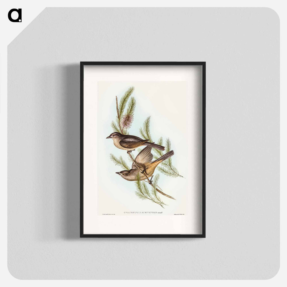 Buff-bellied Shrike-thrush
- オーストラリアの鳥 Poster.