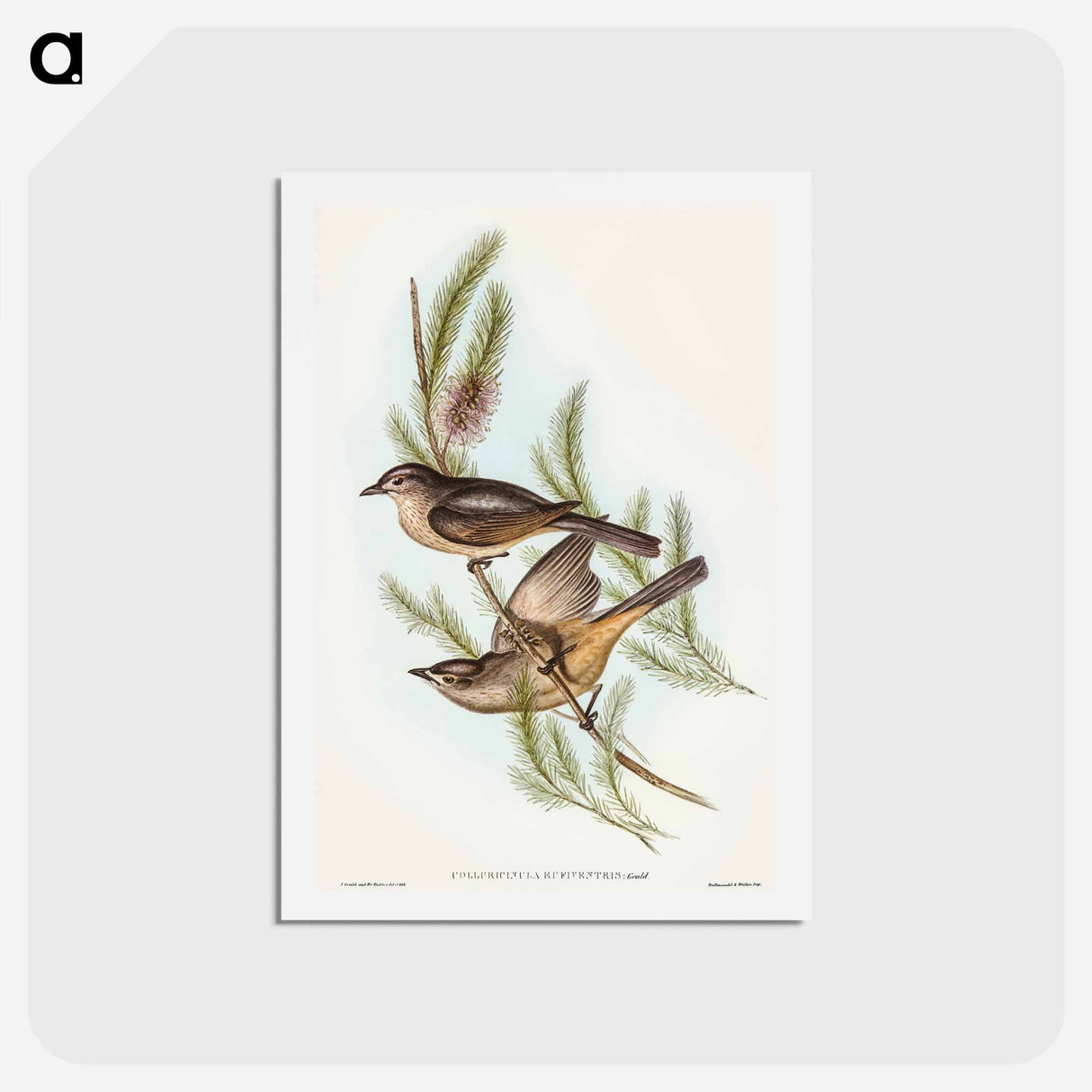 アートポストカード-Buff-bellied Shrike-thrush
- オーストラリアの鳥 Postcard.