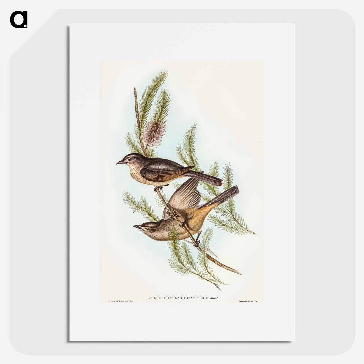 アートポスター-Buff-bellied Shrike-thrush
- オーストラリアの鳥 Poster.