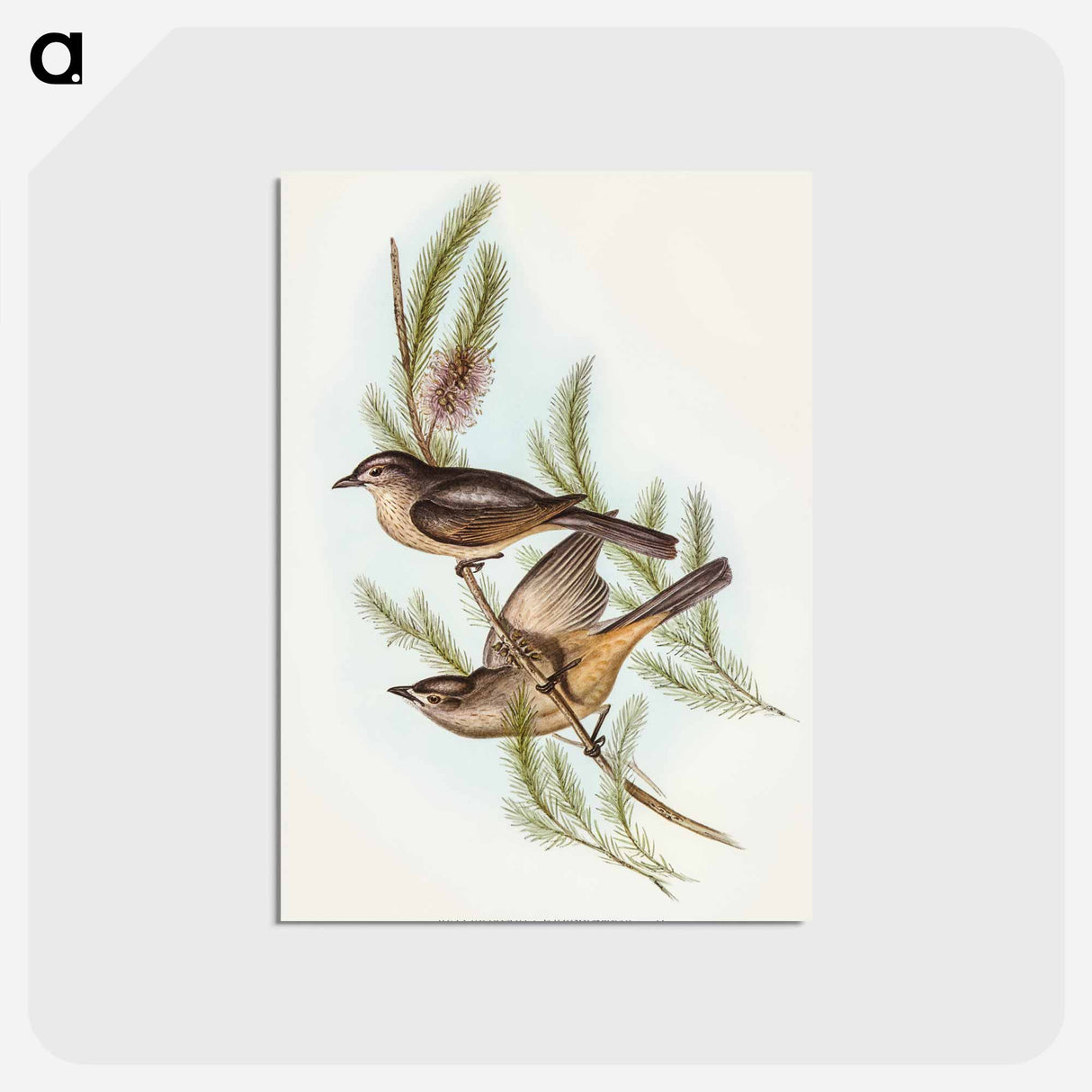 アートポストカード-Buff-bellied Shrike-thrush
- オーストラリアの鳥 Postcard.