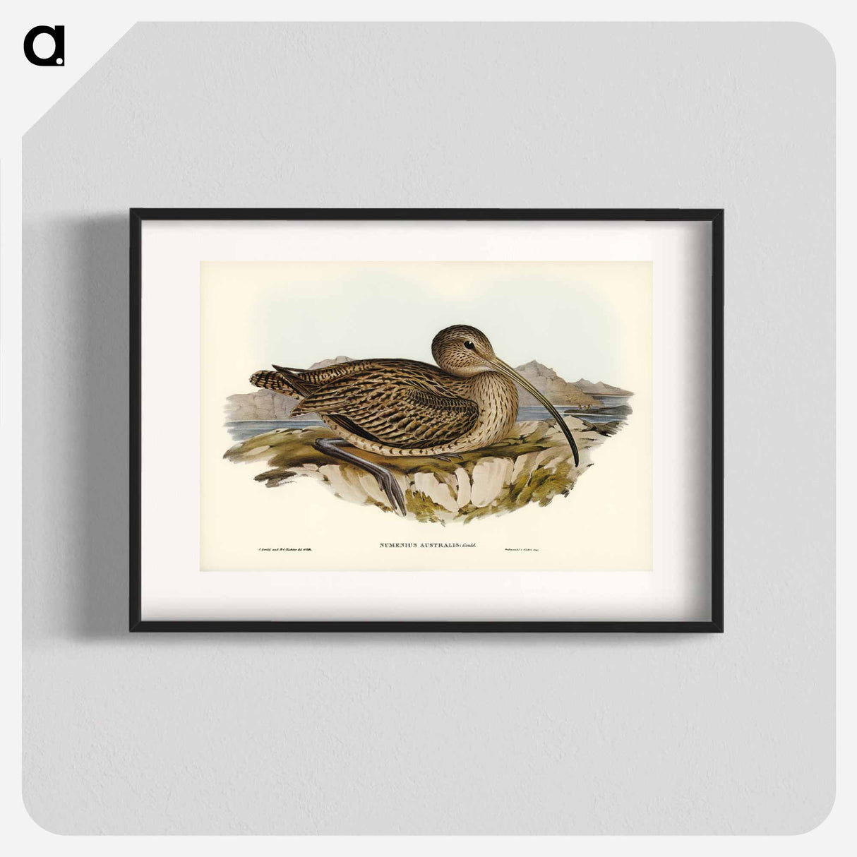 アートポスター-Australian Curlew
- ジョン グールド Poster.