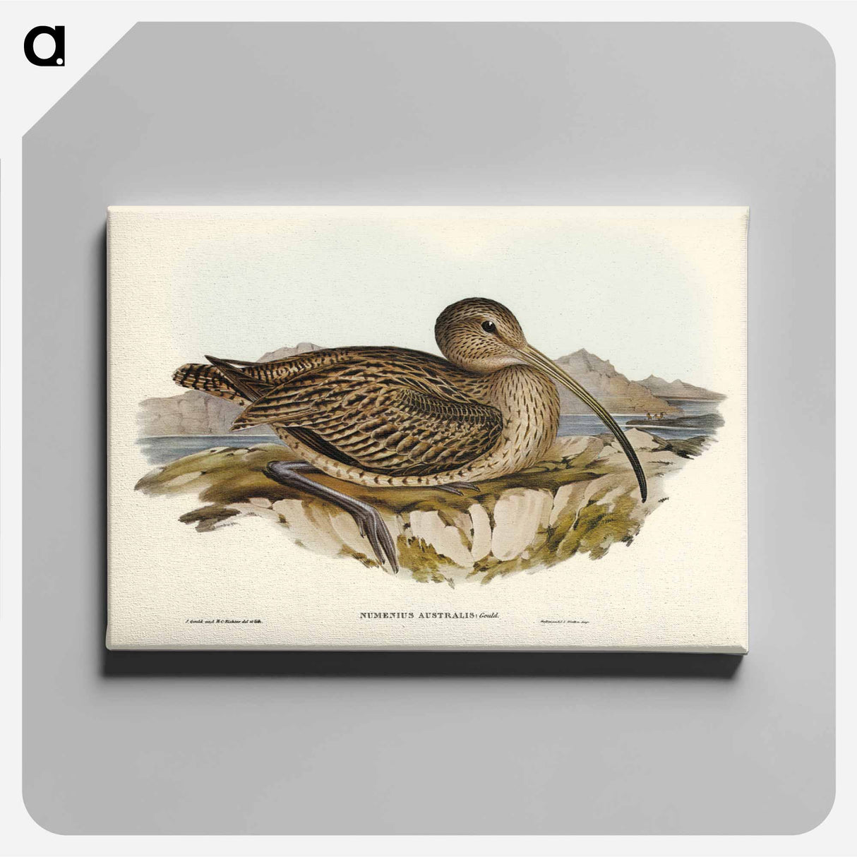 アートパネル-Australian Curlew
- ジョン グールド Canvas.