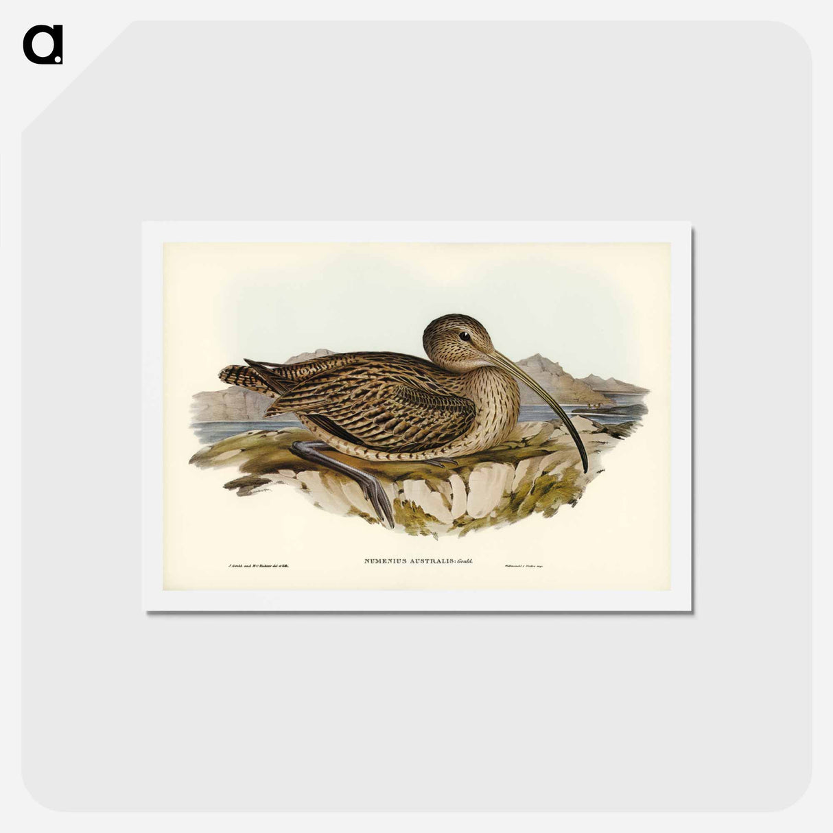 アートポストカード-Australian Curlew
- ジョン グールド Postcard.