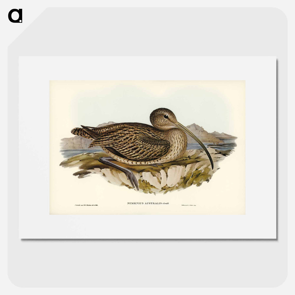 アートポスター-Australian Curlew
- ジョン グールド Poster.