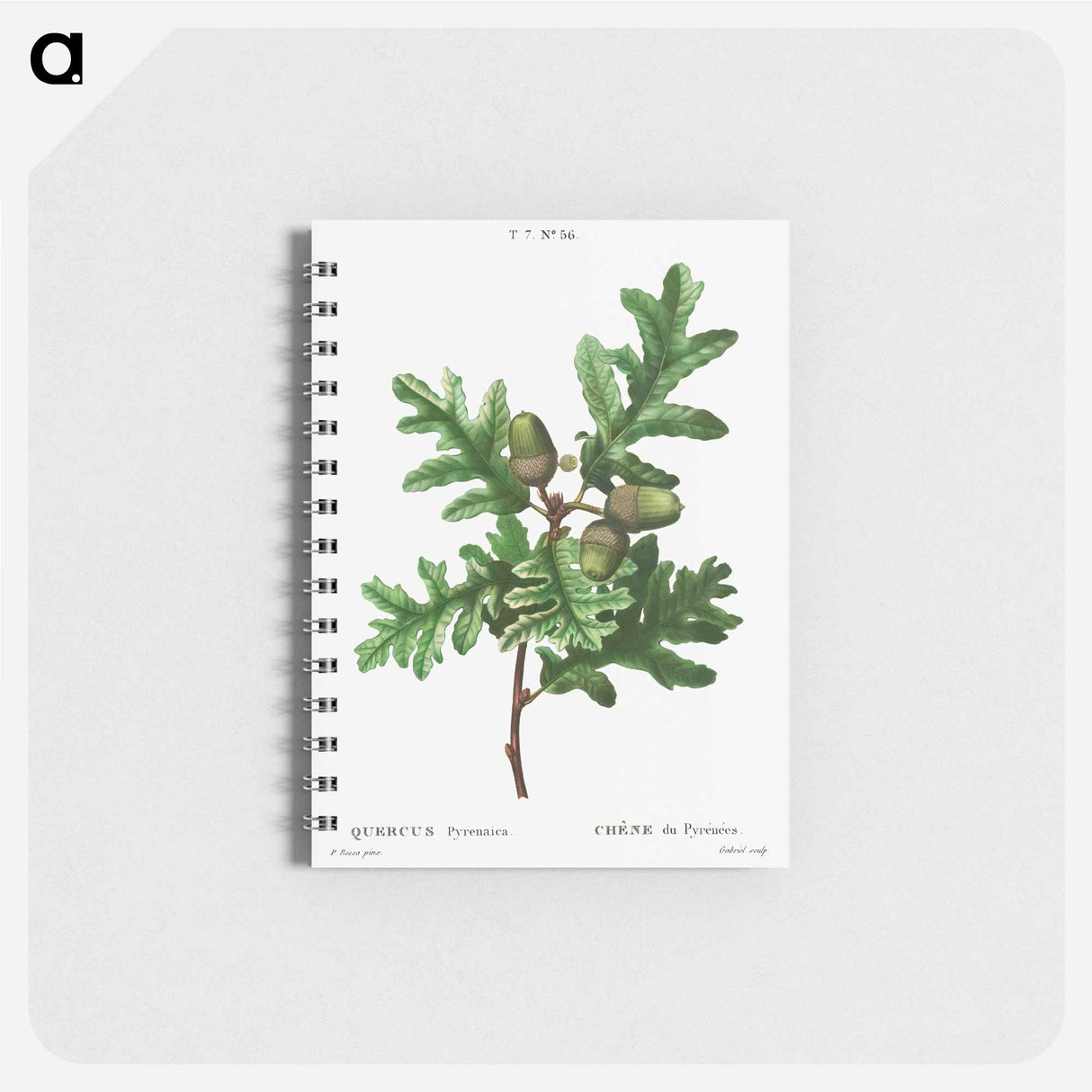 Pyrenean oak, Quercus pyrenaica - ピエール ジョゼフ ルドゥーテ Memo.