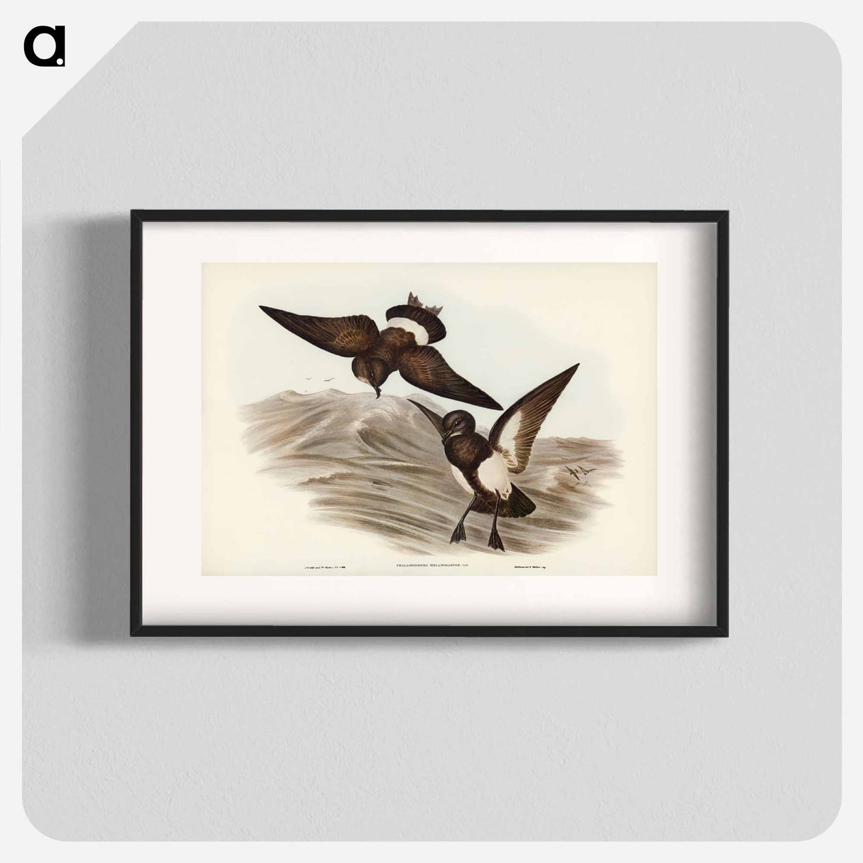 アートポスター-Black-bellied Storm Petrel
- オーストラリアの鳥 Poster.