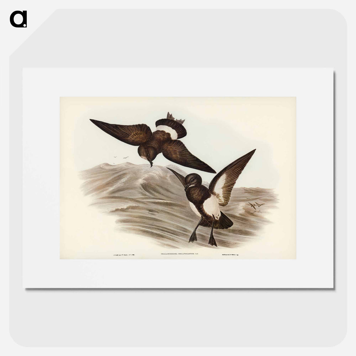 アートポスター-Black-bellied Storm Petrel
- オーストラリアの鳥 Poster.