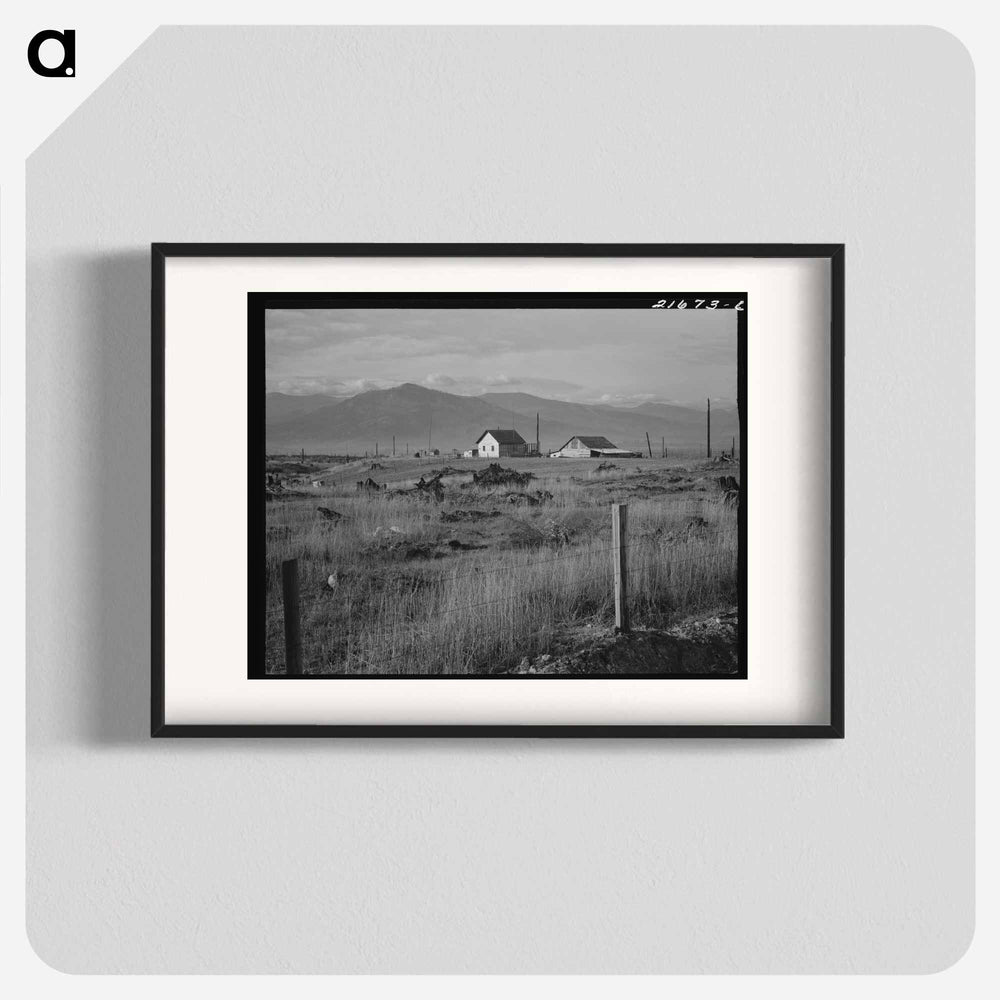 New home, new fence, newly cleared land of farmer starting up on cut-over land. - Dorothea Lange Poster.