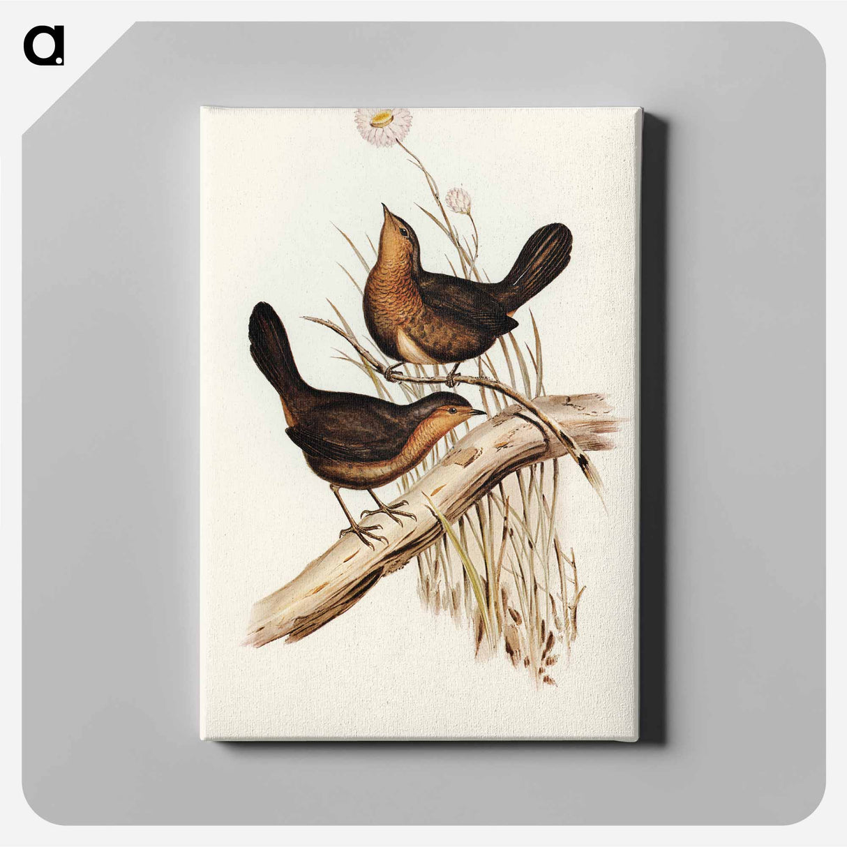 Downy Pycnoptilus
- オーストラリアの鳥 Canvas.