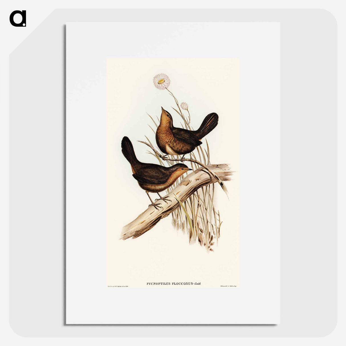 Downy Pycnoptilus
- オーストラリアの鳥 Poster.