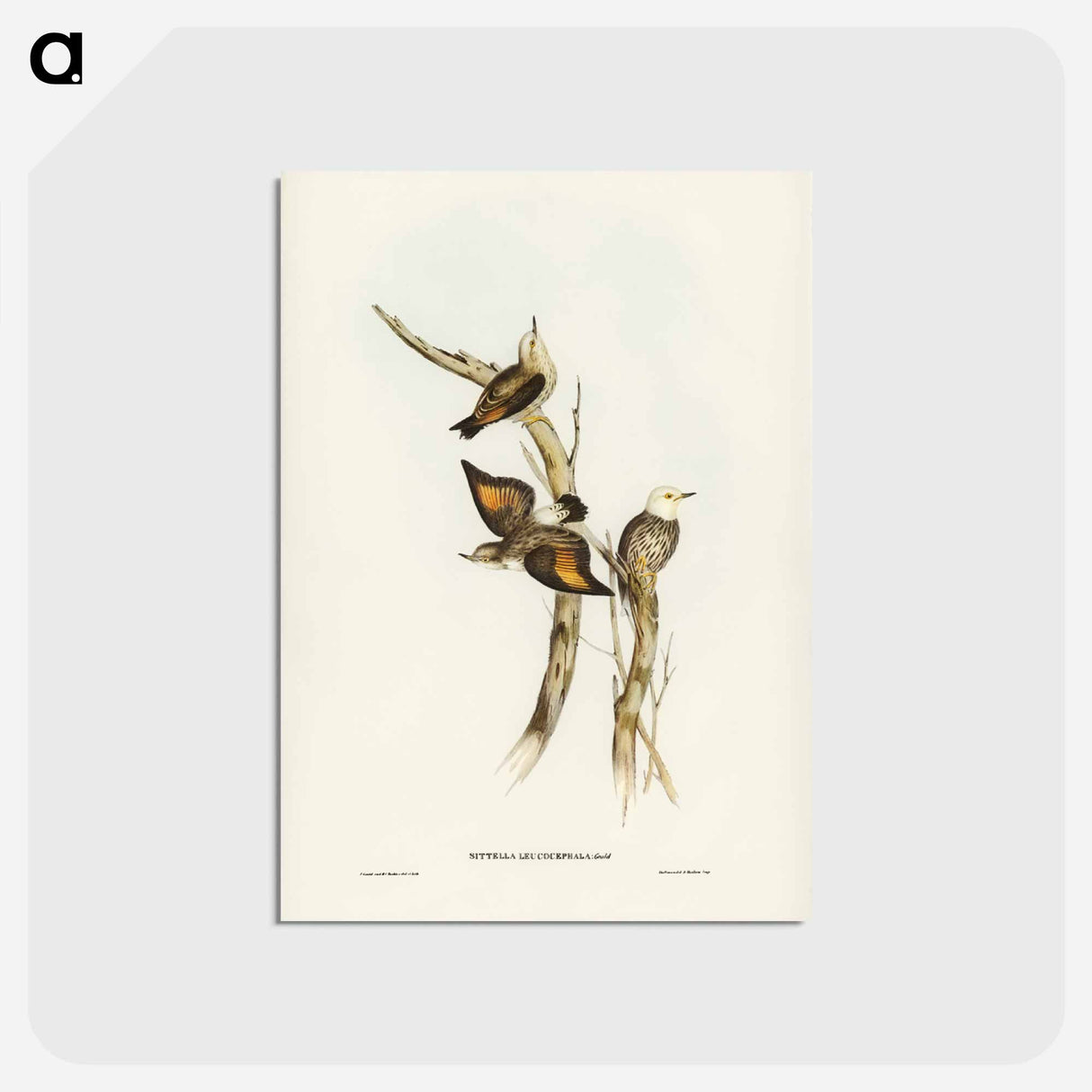 アートポストカード-White-headed Sittella
- ジョン グールド Postcard.