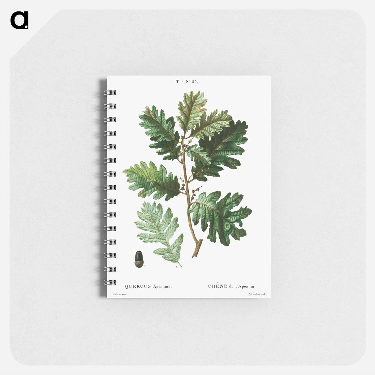 アートメモ帳-Hungarian oak - ピエール ジョゼフ ルドゥーテ Memo.