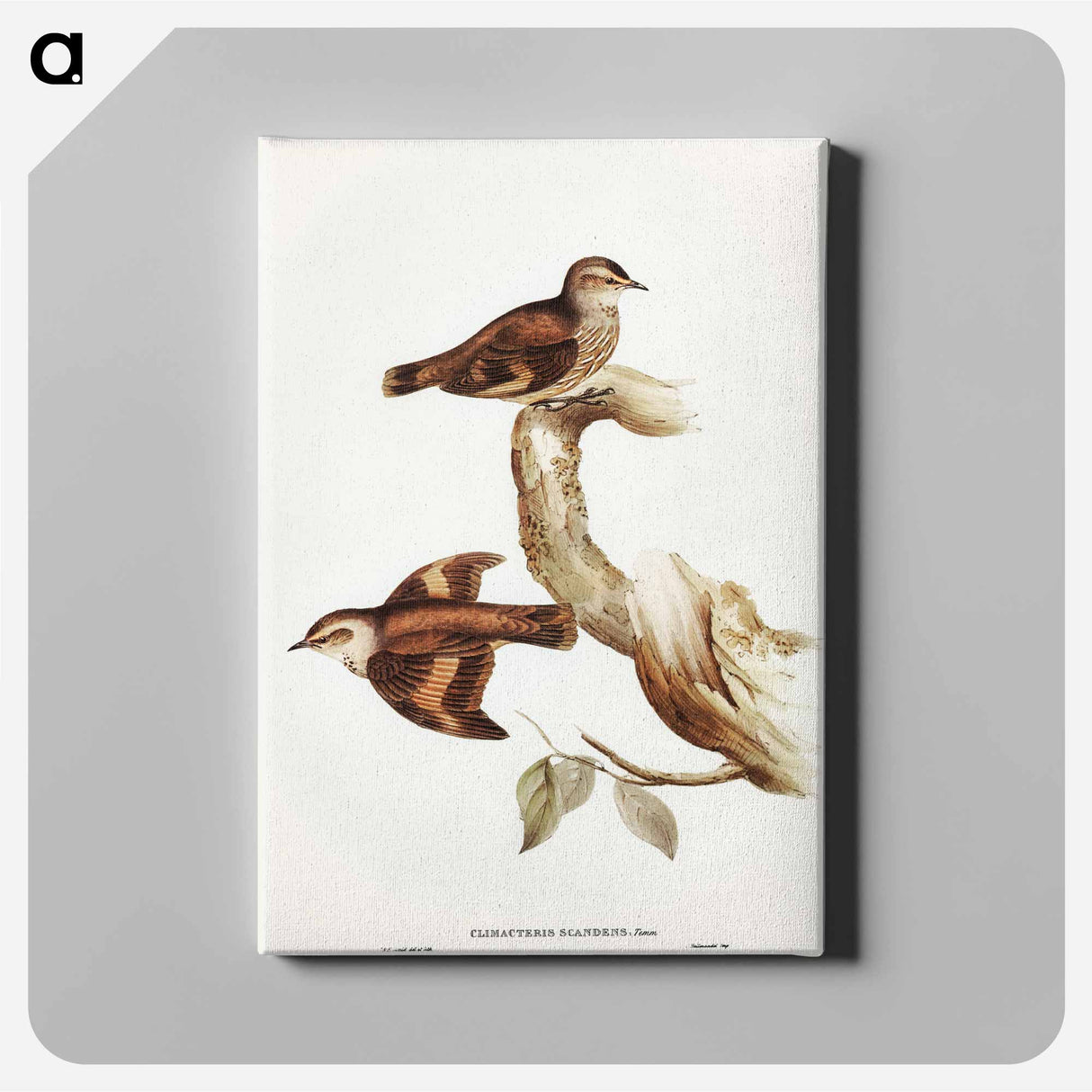 Brown Tree-Creeper
- オーストラリアの鳥 Canvas.