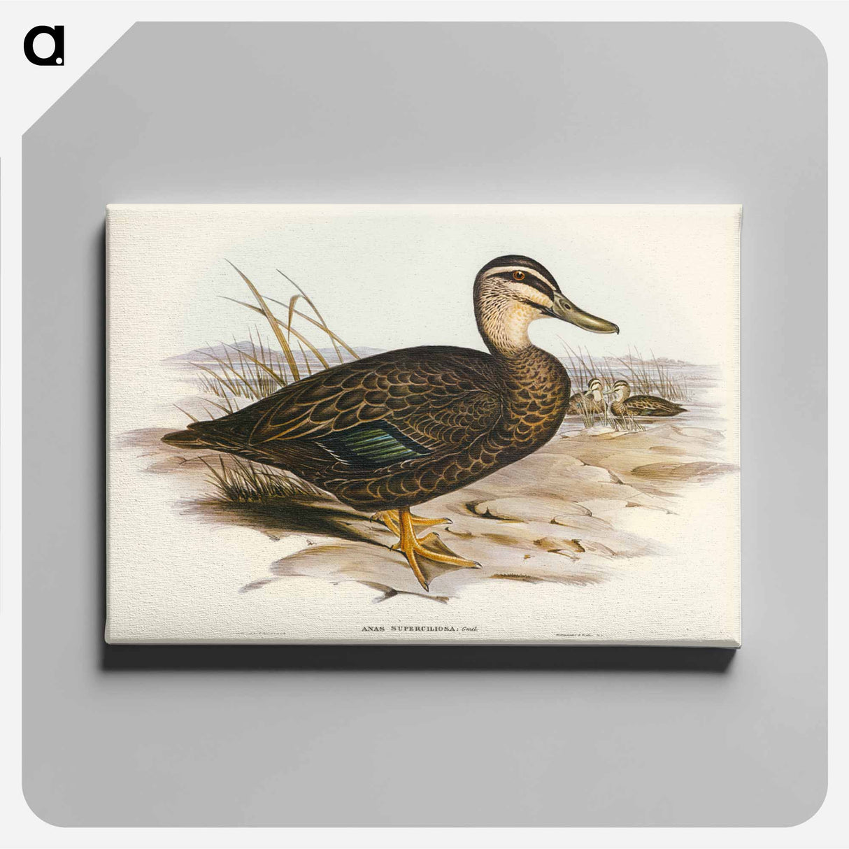 アートパネル-Australian Wild Duck
- ジョン グールド Canvas.