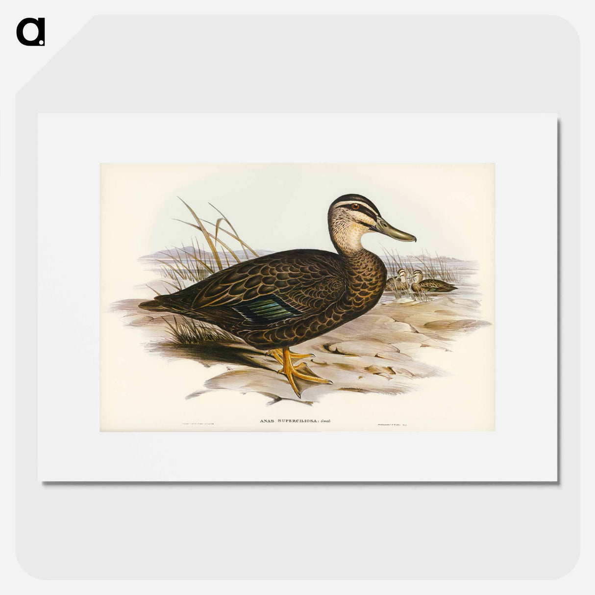 アートポスター-Australian Wild Duck
- ジョン グールド Poster.