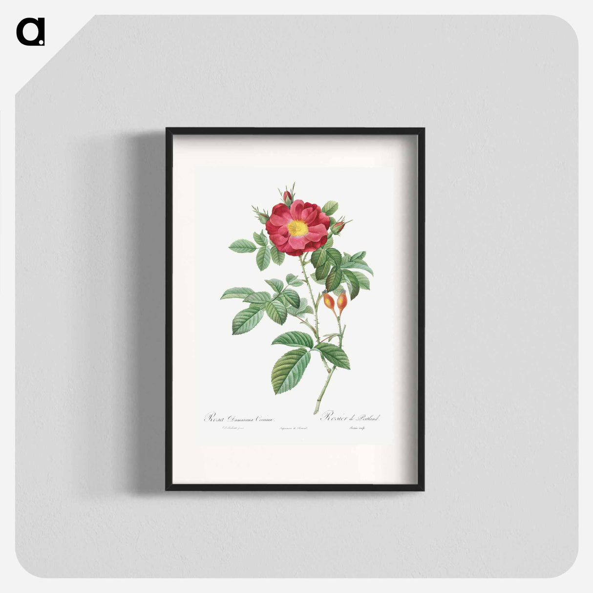 Red Portland Rose - Pierre Joseph Redouté Poster.