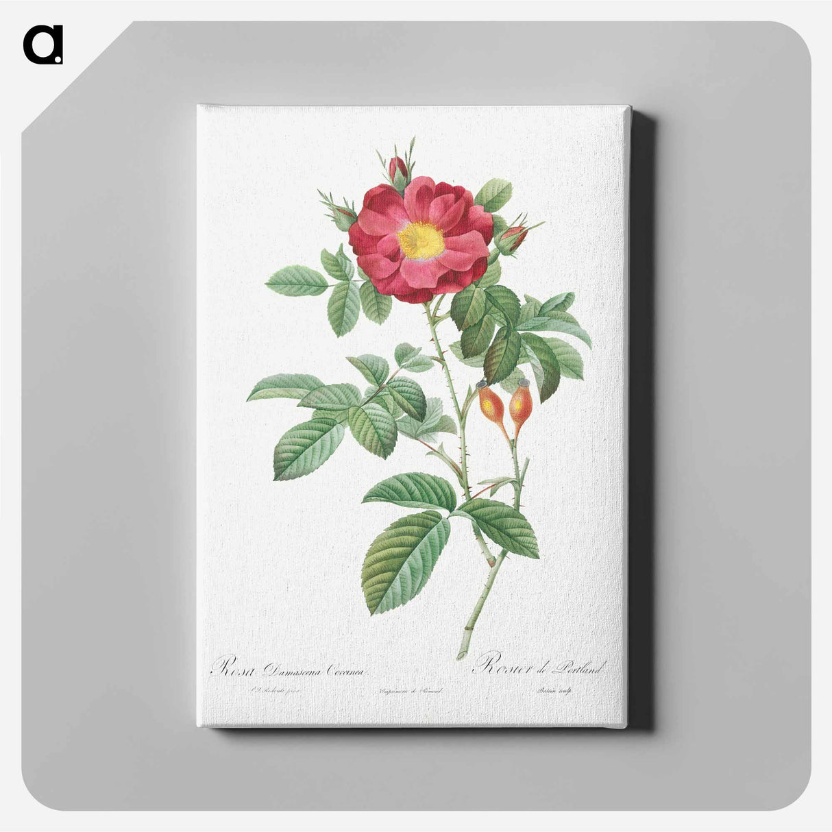 Red Portland Rose - Pierre Joseph Redouté Canvas.