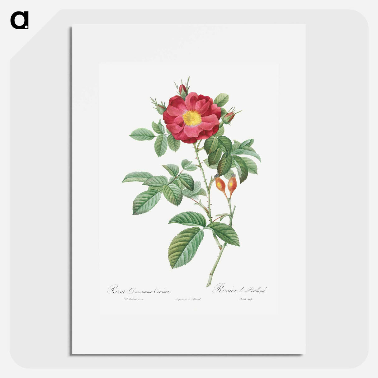 Red Portland Rose - Pierre Joseph Redouté Poster.
