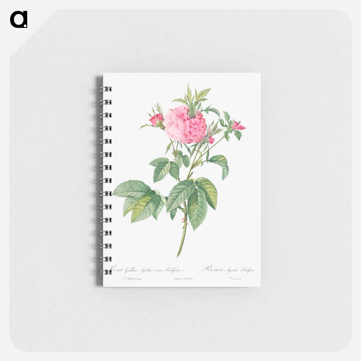 Agatha rose - ピエール ジョゼフ ルドゥーテ Memo.