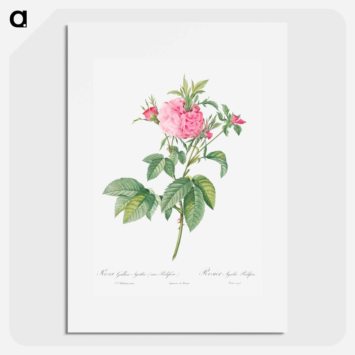 Agatha rose - ピエール ジョゼフ ルドゥーテ Poster.