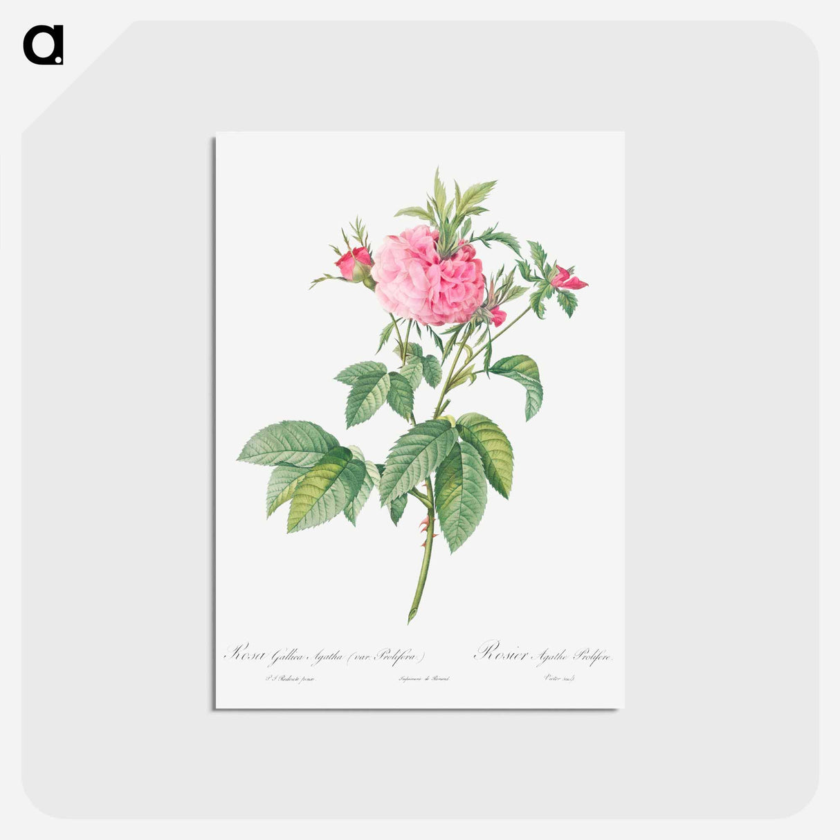 アートポストカード-Agatha rose - ピエール ジョゼフ ルドゥーテ Postcard.